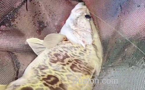 鳜鱼_3