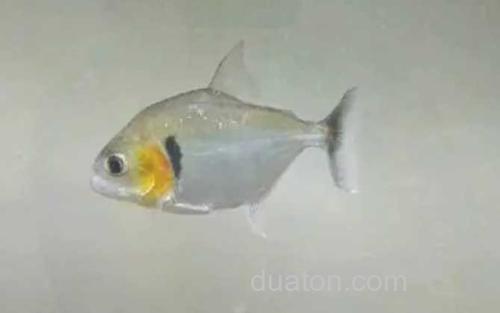 食人鲳_1