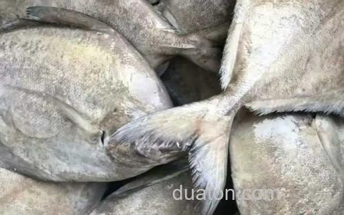黑鲳鱼_0