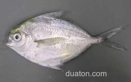 低鳍鲳属_2