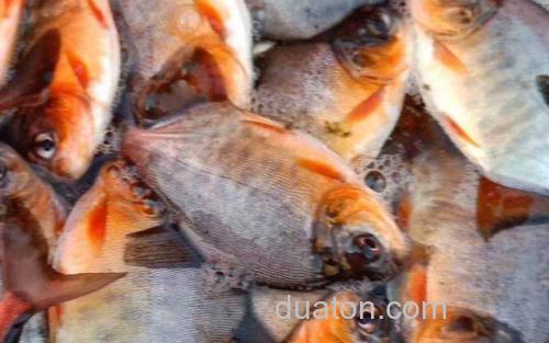 红鲳鱼_1