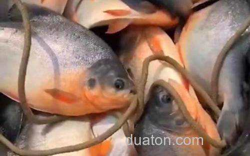 红鲳鱼_1