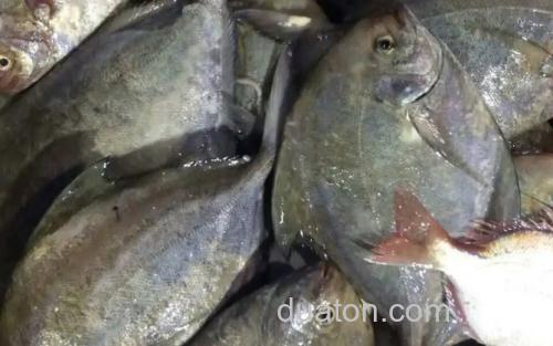 黑鲳鱼_1