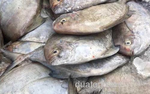 黑鲳鱼_2