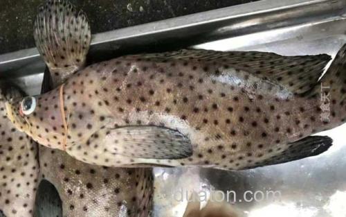 老鼠斑_2