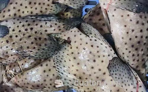 老鼠斑_1