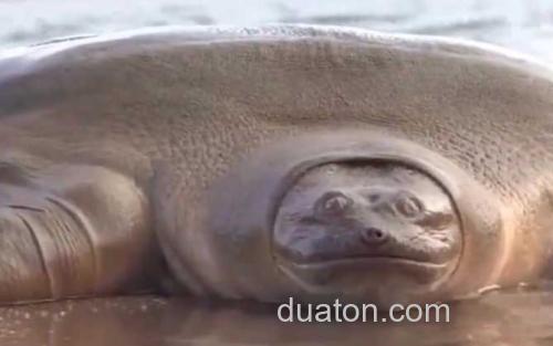 鼋_1