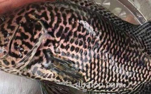 淡水石斑鱼_1