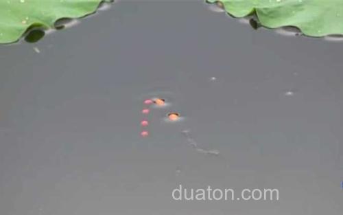 七星漂_1
