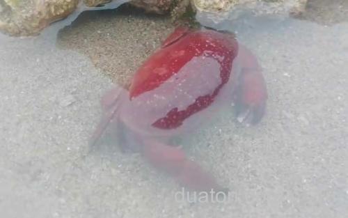 正直爱洁蟹_2