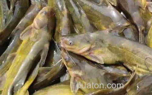 黄颡鱼_3