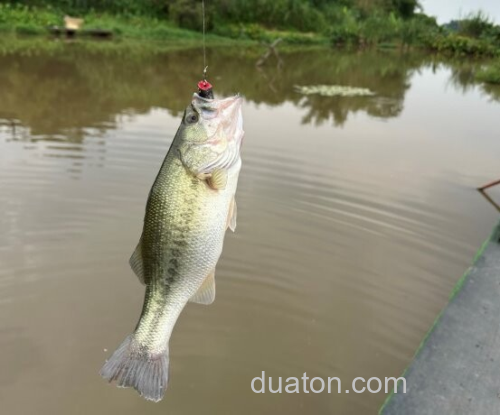 秘密武器小蛙!daiwa Steez Chiquita Frog 超紧凑小鲈蛙_2