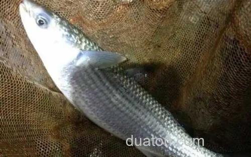 鲻鱼_1