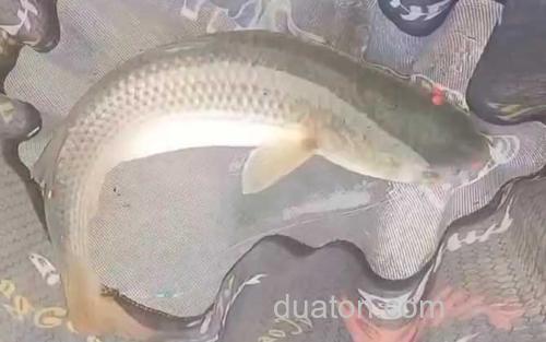 鲻鱼_3