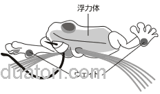 来点野味 Viva Namagaeru 野生蛙_1