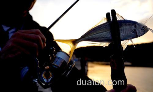 绝对感度!DUEL The ONE 竹荚鱼专用超细PE线_5