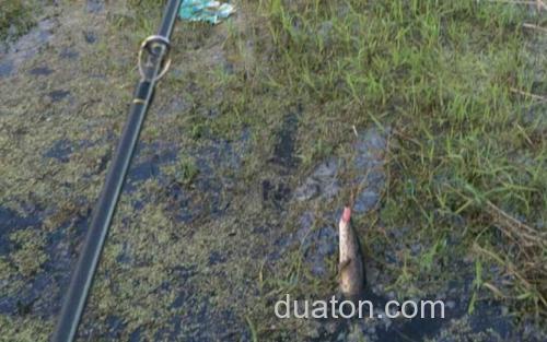 路亚钓法_1