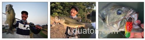 易吃小蛙 DAIWA STEEZ CHIQUITA FROG_2