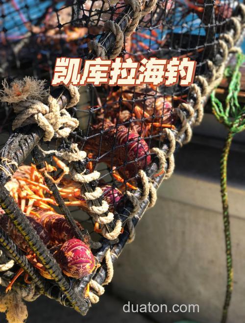 新西兰海钓技巧:本地人都在用的钓点选择与装备搭配攻略