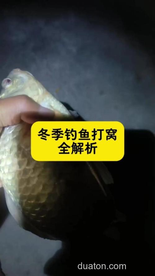 冬季野钓打窝后等半个小时去钓，给鱼集群的时间