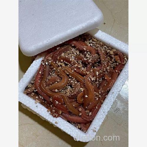 休斯敦海钓什么鱼最多?新手近海活饵假饵全攻略
