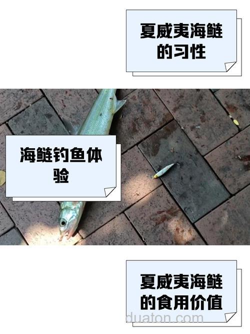 夏威夷海钓技巧：掌握潮汐与鱼种习性，渔获翻倍