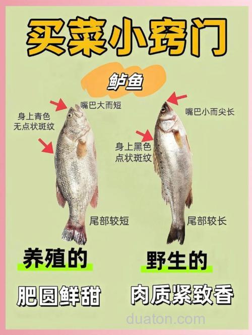 海钓刺穿技巧教学:高效处理渔获,提升鱼肉品质