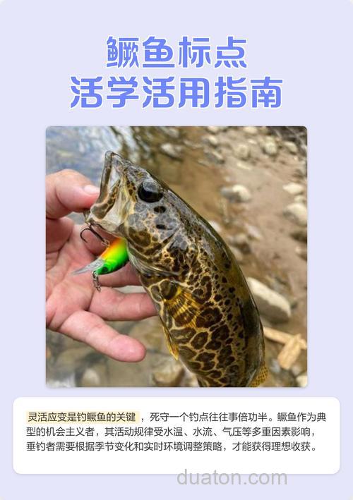 海钓鳜鱼最佳时间和钓点选择技巧,季节潮汐全解析