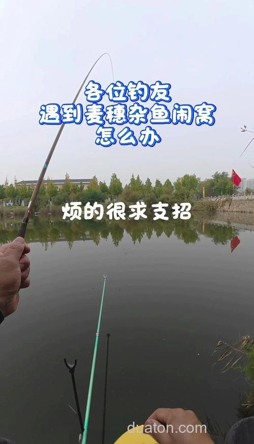 麦穗鱼闹窝别着急,学会这几招台钓技巧轻松解决