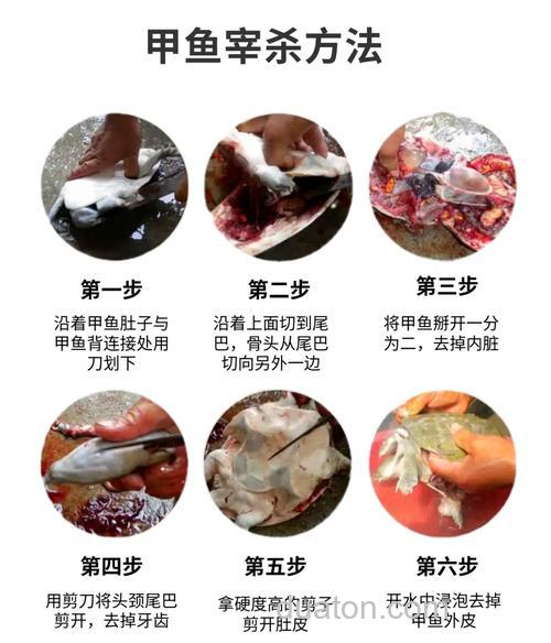 河边野钓抓甲鱼技巧,选址、工具与饵料全攻略
