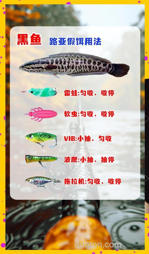 钓黑鱼用饵经验与钓组搭配技巧