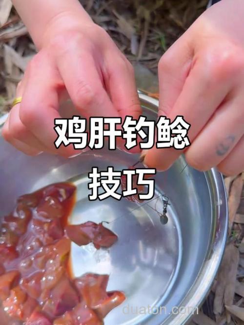 用鸡肝做钓鲶鱼时的技巧与经验