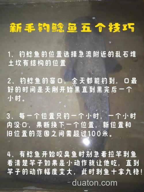 库钓鲶鱼的两种方法与饵料选择技巧