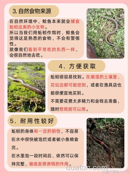 秋季钓鲶鱼选什么饵用什么钓具？