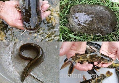 夏季插杆夜钓鲶鱼土招