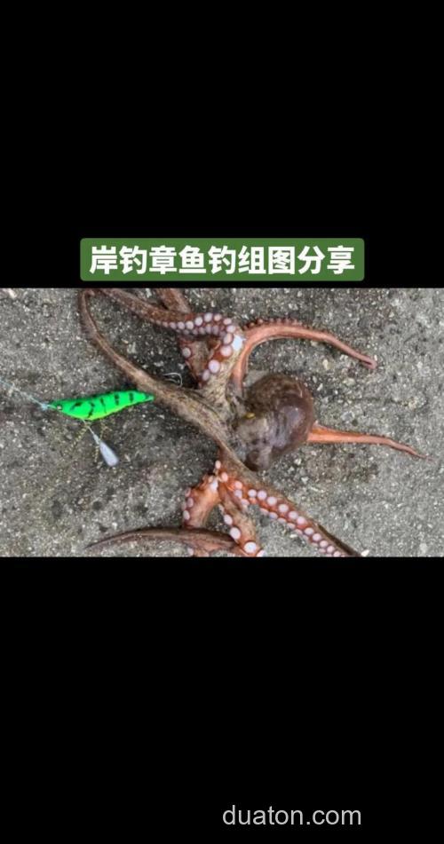 海边钓章鱼全攻略:看藏身处、挑对饵料装备,搞定这个聪明的对手
