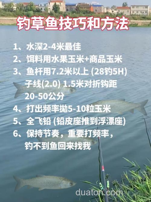 手竿搓饵垂钓草鱼技巧