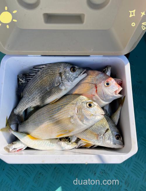 海钓鱼获保鲜秘诀:船上没冰桶?这几招让鱼肉鲜嫩如初