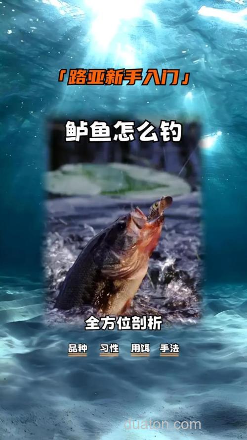 野钓台钓鲈鱼有啥技巧?这些方法助你轻松钓获