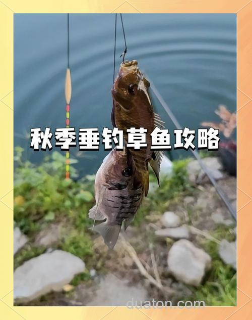 了解冬季钓草鱼最全的技巧大全（下）