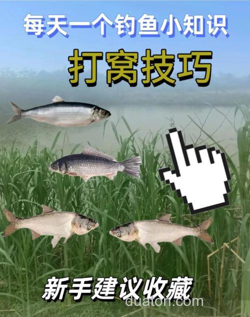野钓鲢鳙如何打窝?