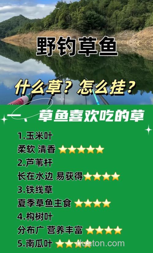 春末钓草的必备技巧！