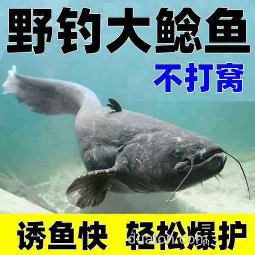 钓野生鲶鱼用什么饵料?