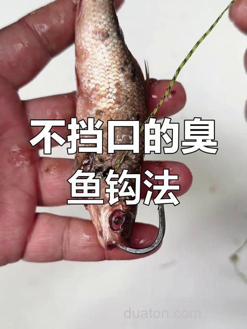 白天钓鲶鱼用什么诱饵最快上钩?