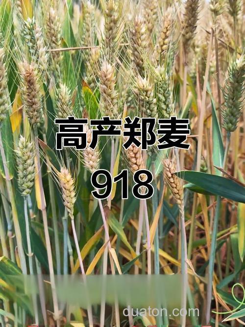 918有多少品种?