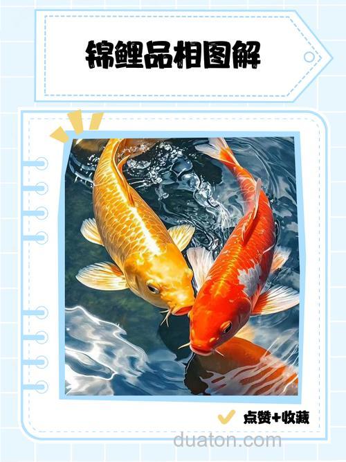 请教锦龙鲤的性状?