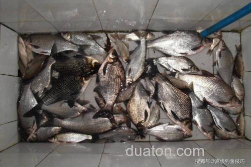 野钓流水鳊鱼怎么选位?老陈分享太湖、千岛湖实战经验,爆护技巧揭秘