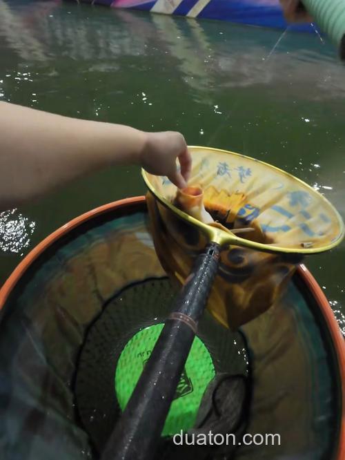 大棚钓鲤鱼什么最重要
