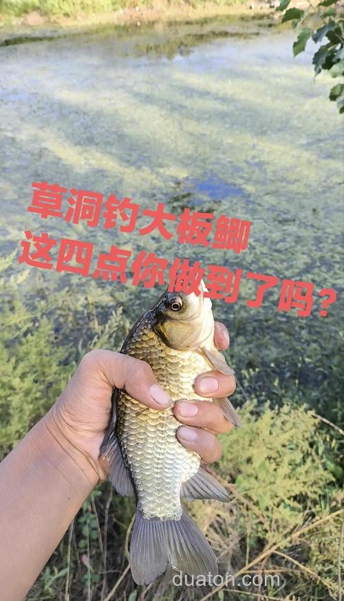 秋季钓鲫鱼该不该钓草洞