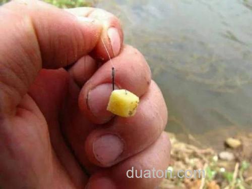 红薯能钓到鲫鱼吗?